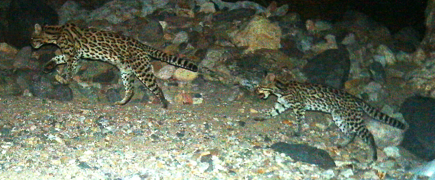 Wildlife, babies, Mexico